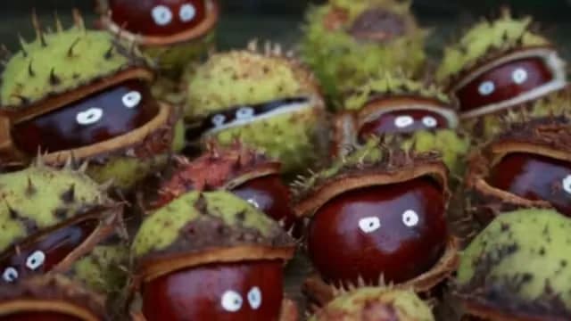 Chestnut Animals & Cocoa at Bellis