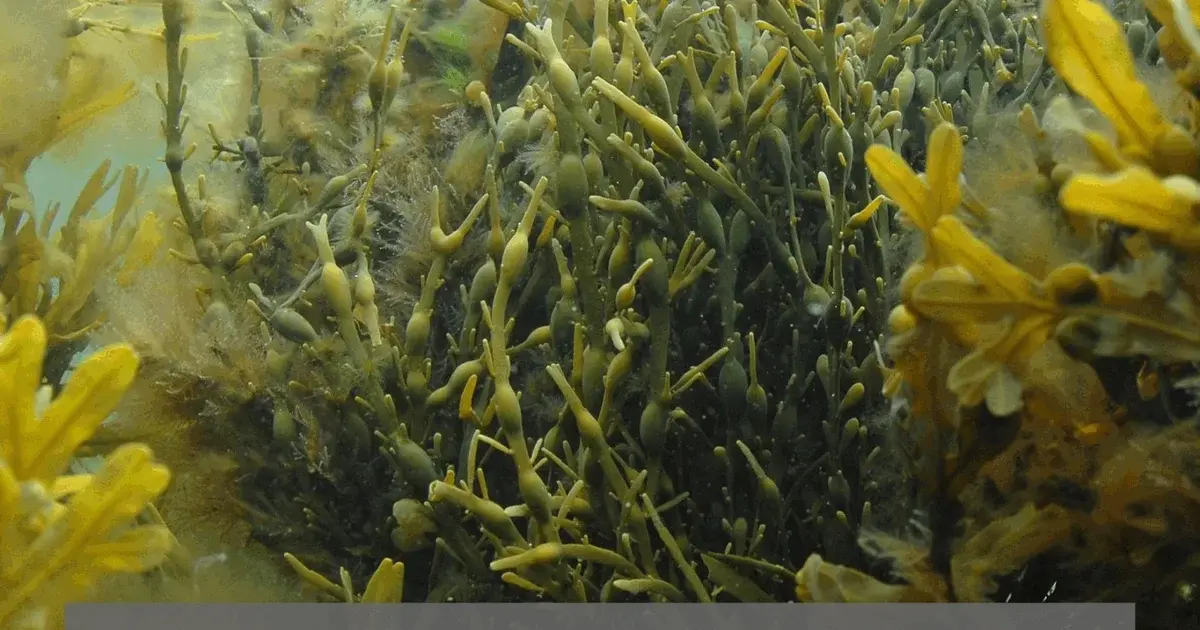 Seaweed – Science Lecture