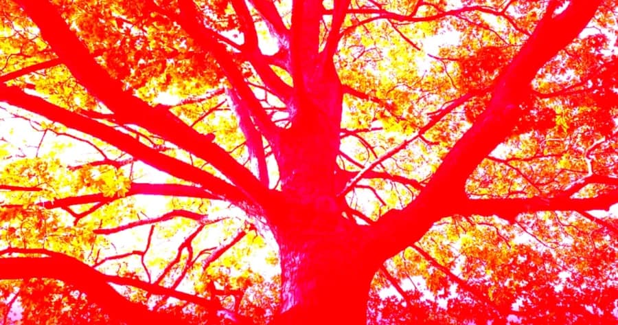 Silently, the Maple Tree Burns