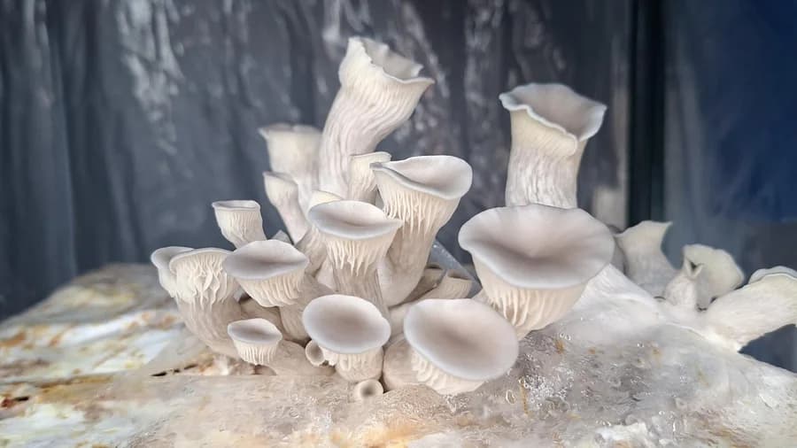 Grow Your Own Mushrooms in the City