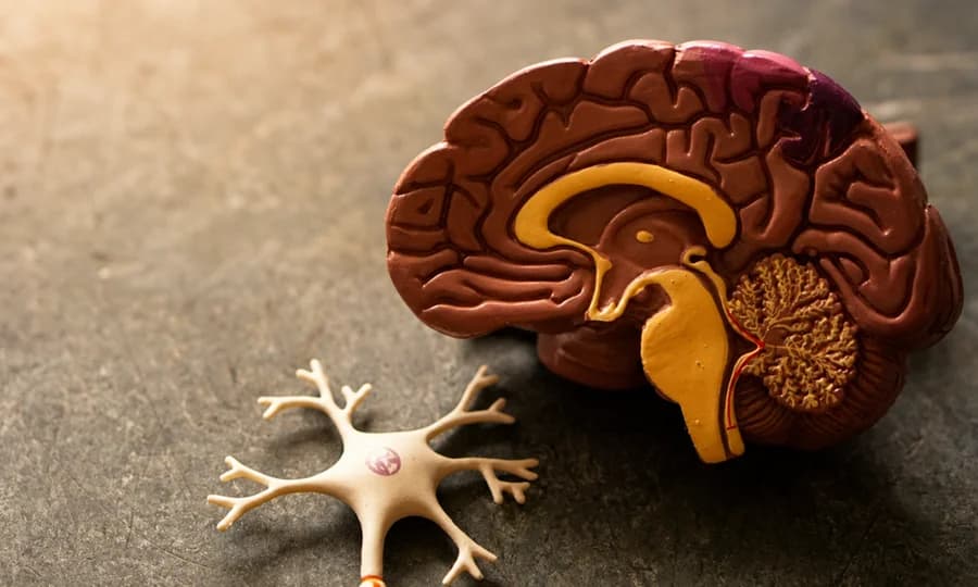 Can the Brain Be Influenced Through the Ear?
