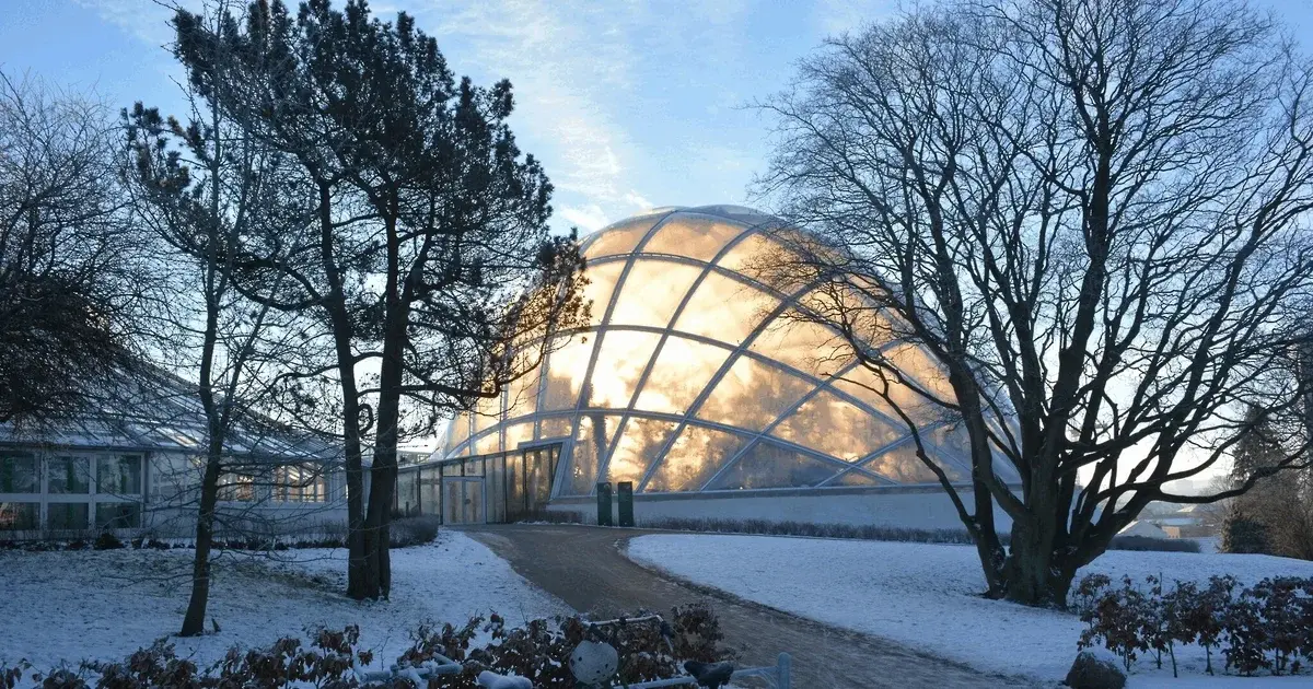 Guided Tour at the Greenhouses - Christmas Plants