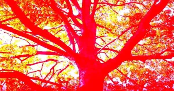 Silently, the Maple Tree Burns