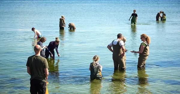 Seaweed Safari at Ørnereden, Aarhus
