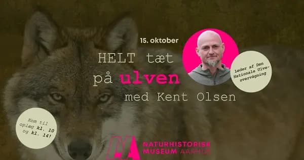 Up Close with Wolves with Kent Olsen