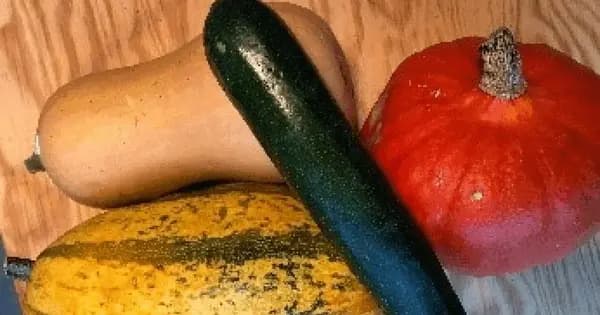Plant Workshop – Pumpkins