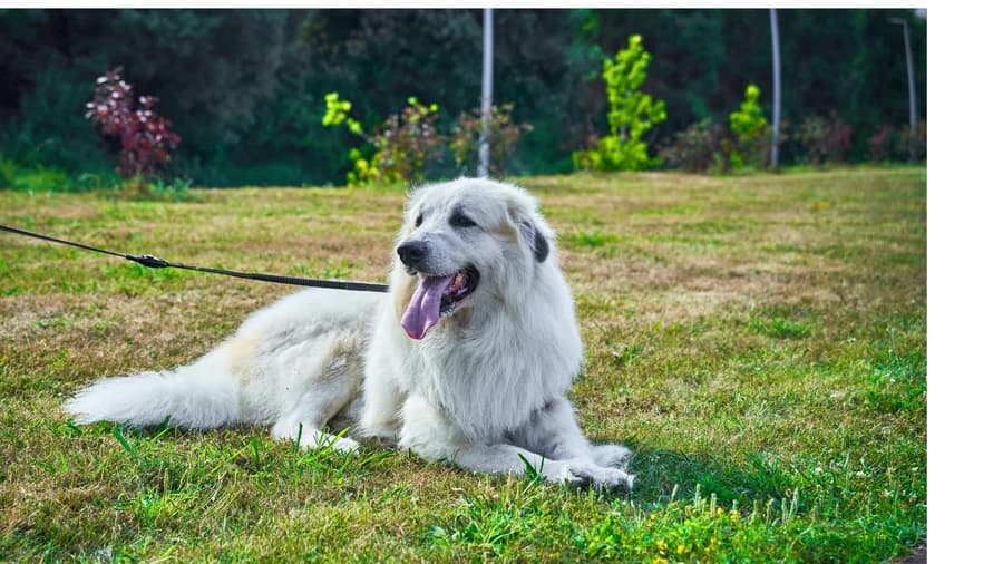 Dog Walk & Literature at Bavnehøj