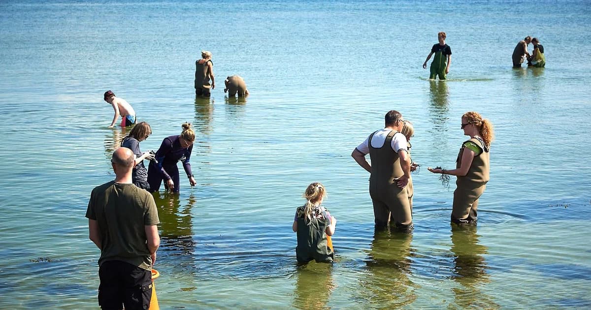 Seaweed Safari at Ørnereden, Aarhus