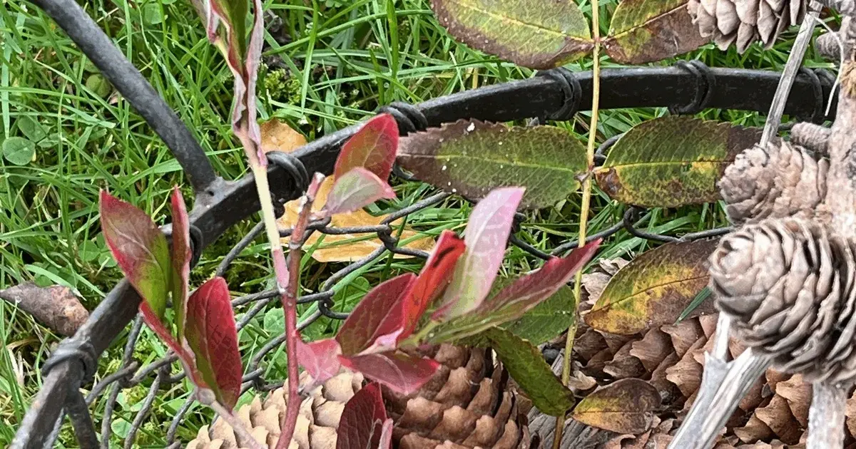 Kom i julestemning med naturens egne materialer