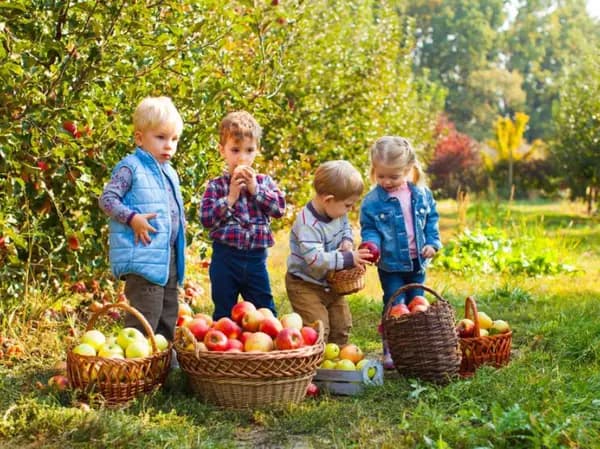 Apple Day for Kindergarten (Institutions Only)