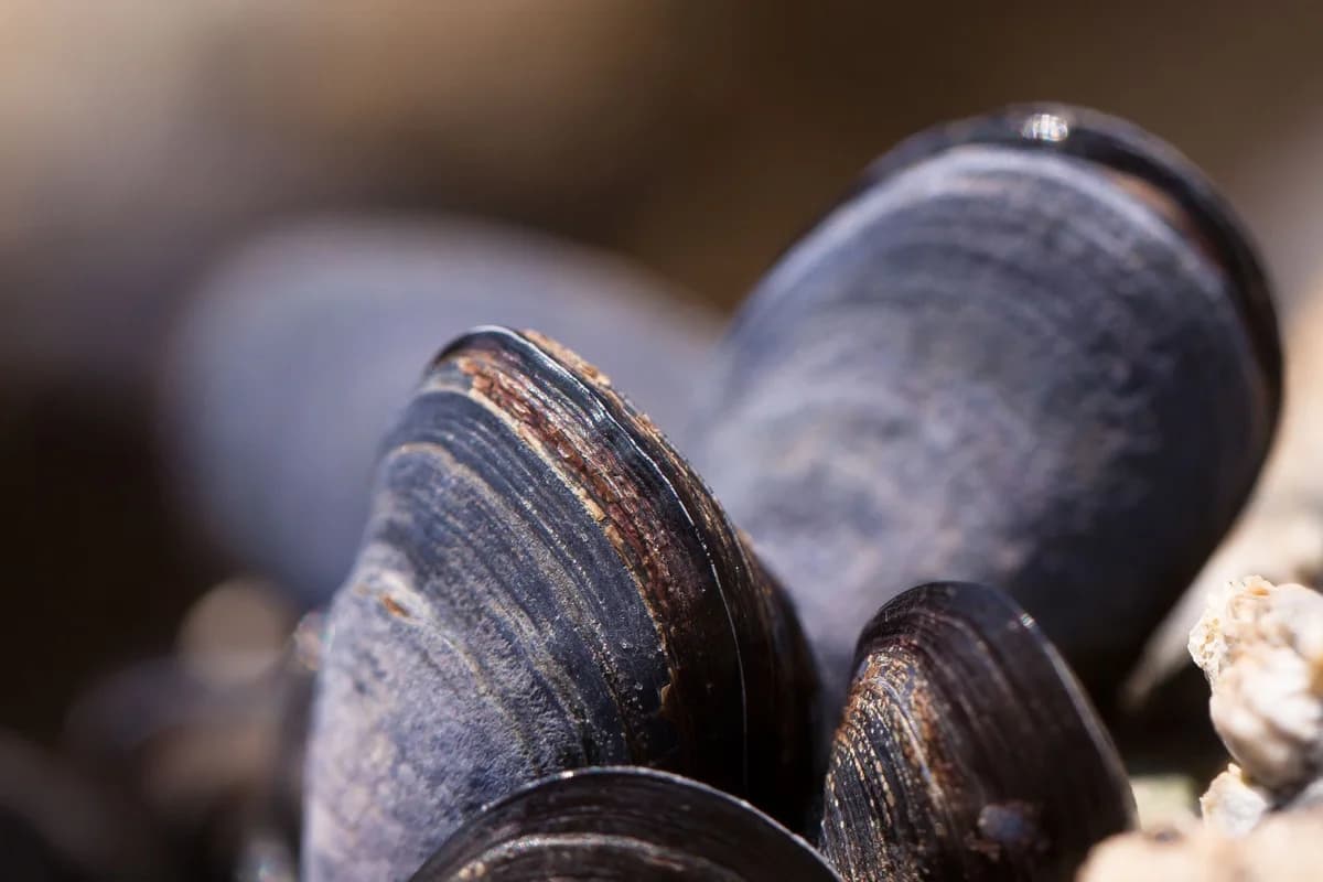 Close-up of fresh mussels on rocks