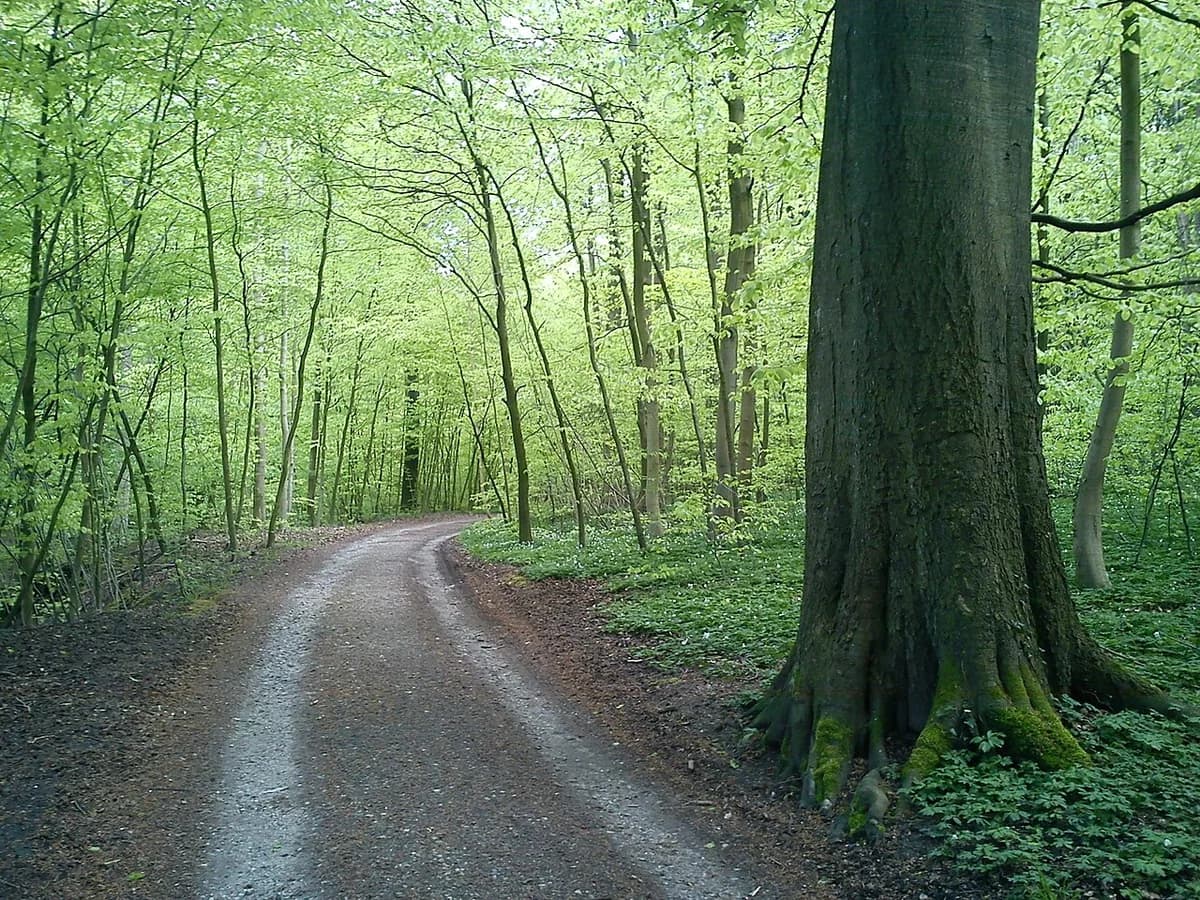 A dirt path winding through a lush green forest.