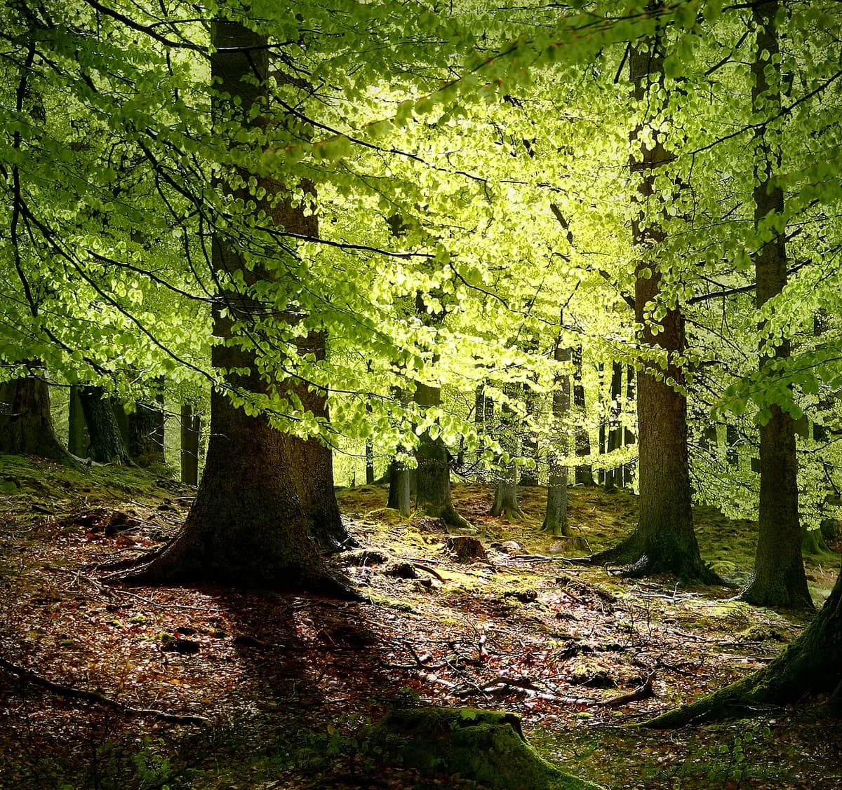 Sunlit beech forest with bright green spring leaves.