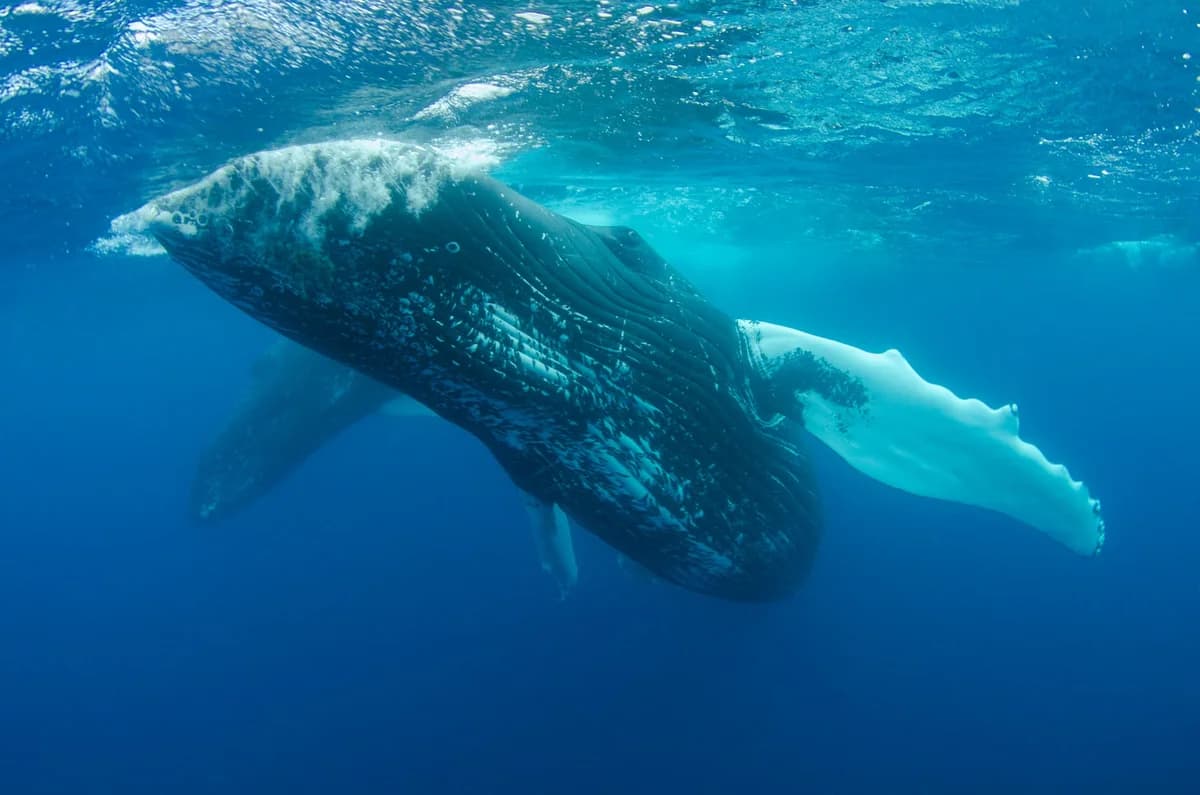 A humpback whale swimming underwater in the blue ocean.